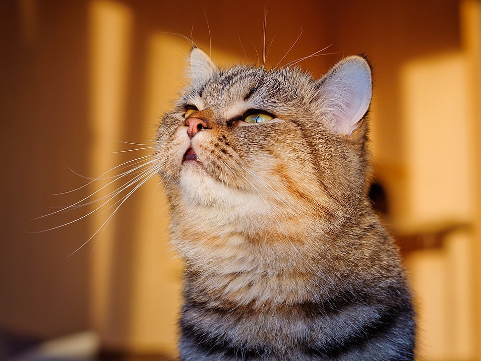 brown tabby cat HD wallpaper